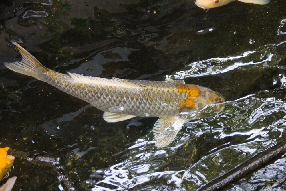 silberfisch im gartenteich