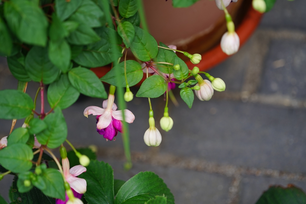 fuchsien