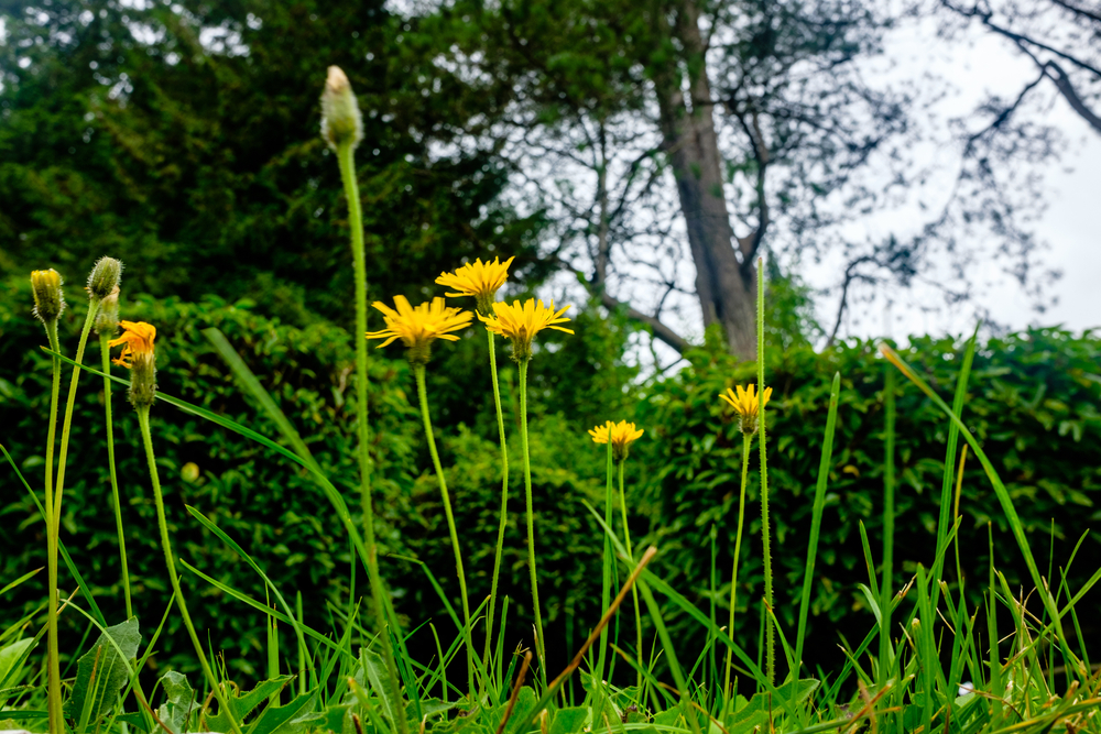 hypochaeris radicata